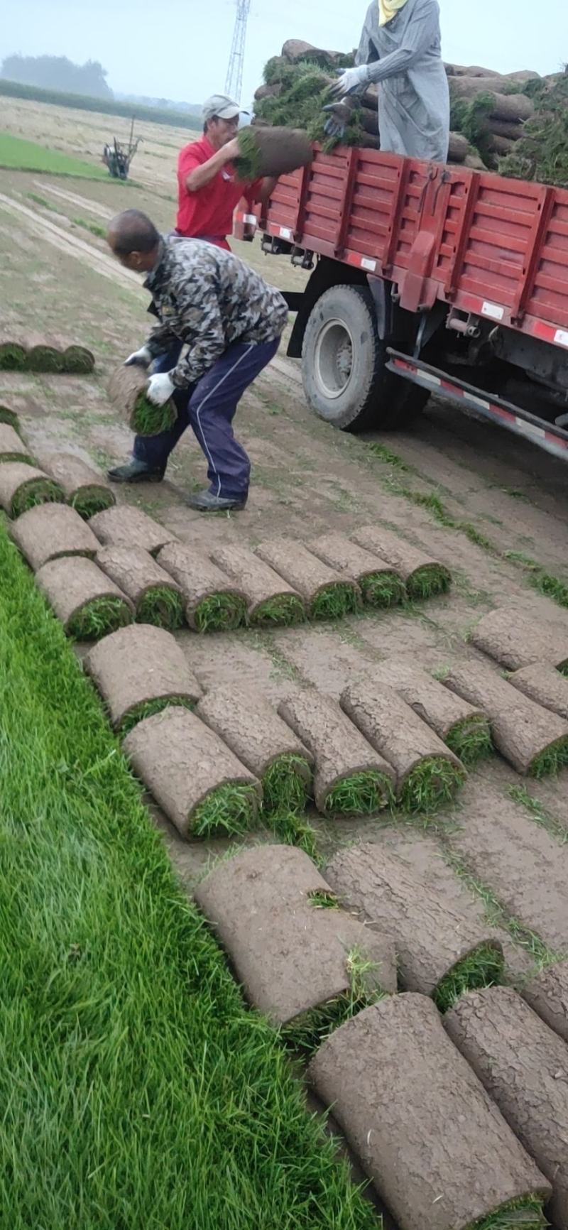 草坪草皮
