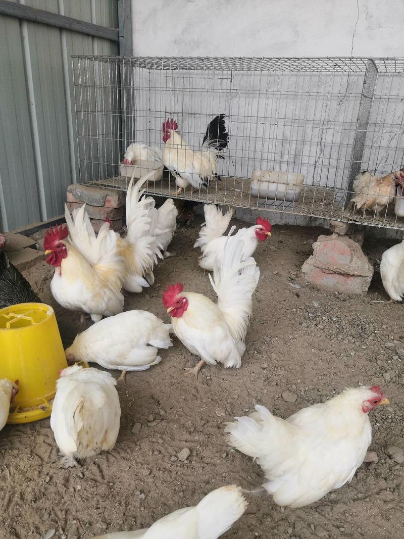 观赏鸡矮脚观赏鸡养殖场批发观赏鸡