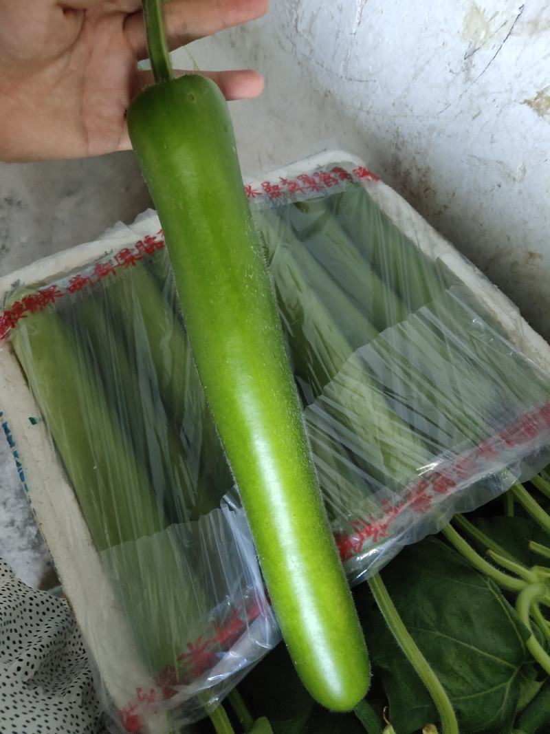 精品弧瓜弧子短瓢大量上市产地直发保质保量可视频看货