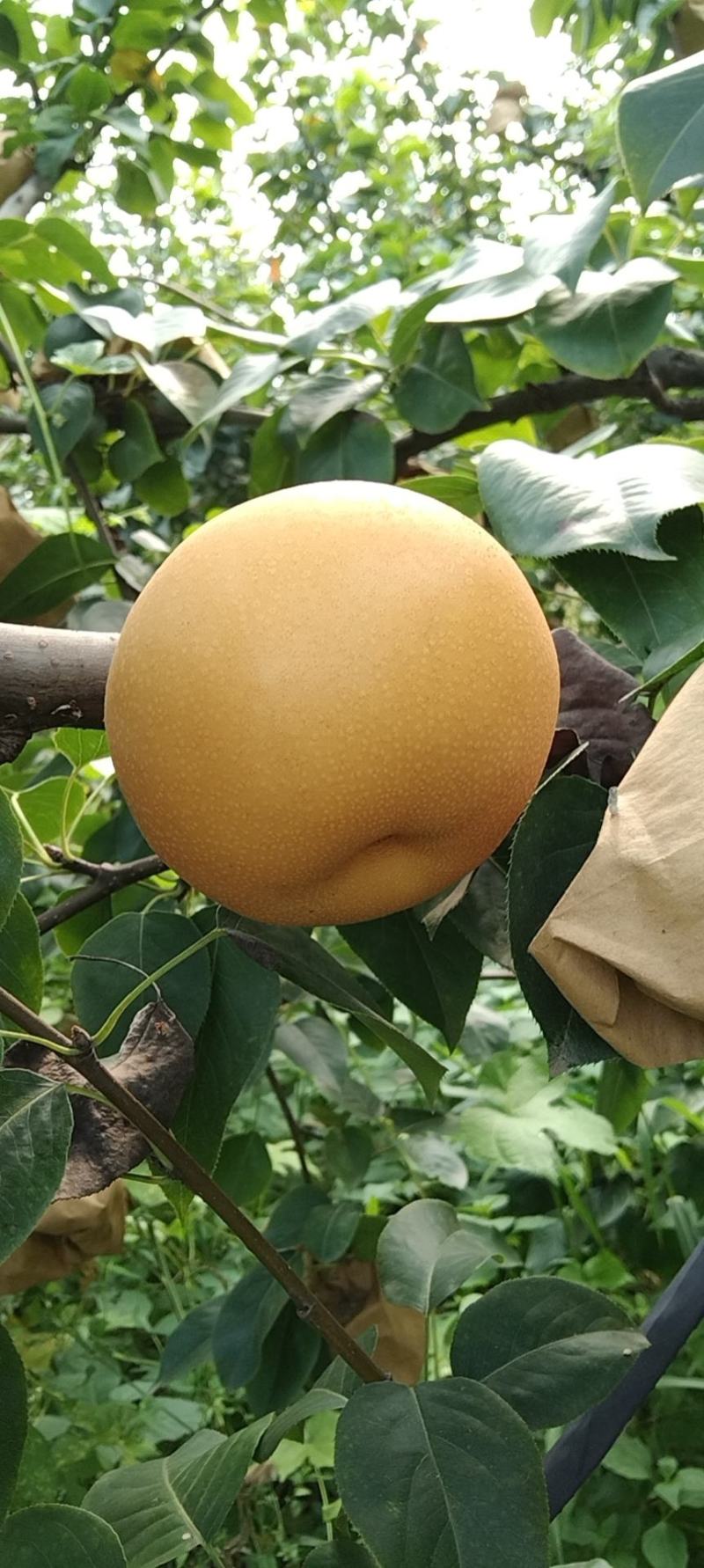 秋月梨