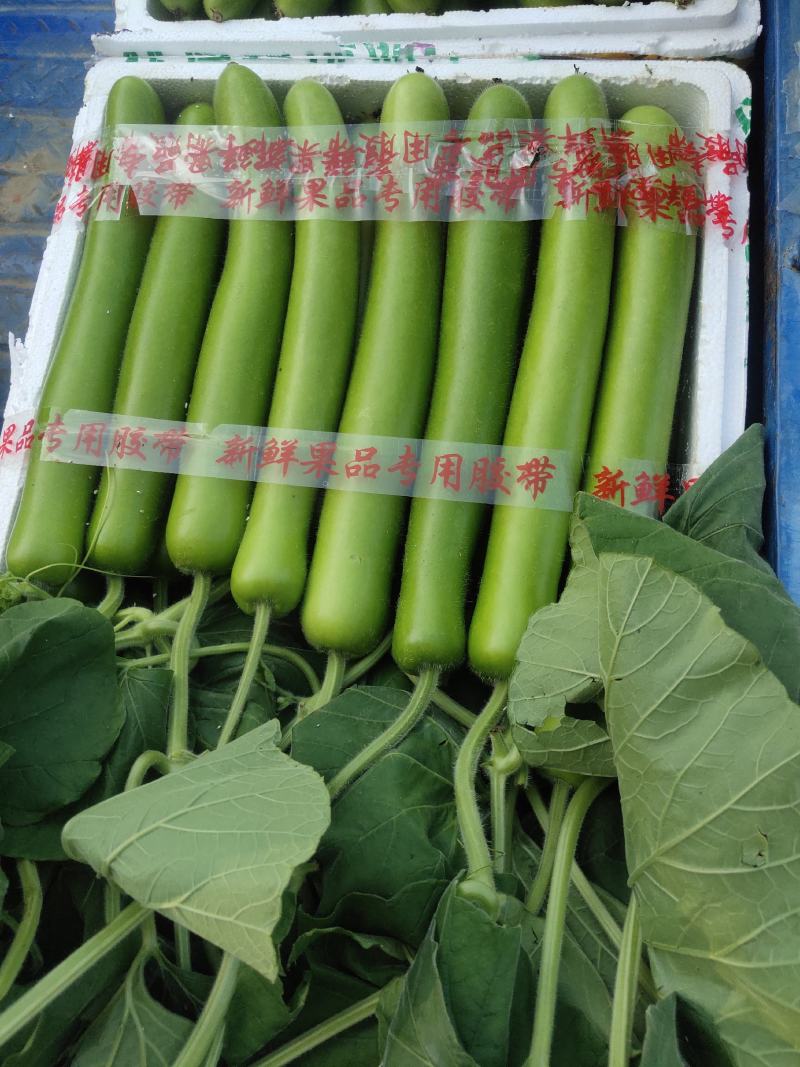 精品弧瓜弧子短瓢大量上市产地直发保质保量可视频看货