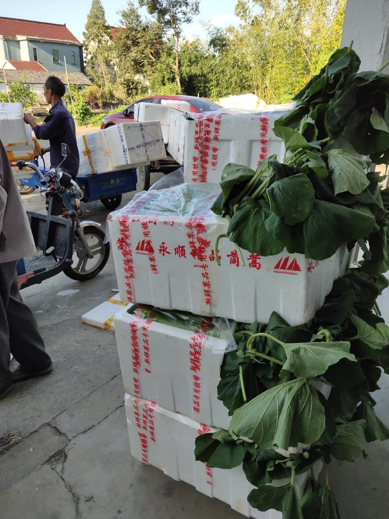 精品弧瓜弧子短瓢大量上市产地直发保质保量可视频看货