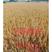 高产小麦种子弘展628，早熟、矮杆、抗倒、抗冻、抗倒春寒