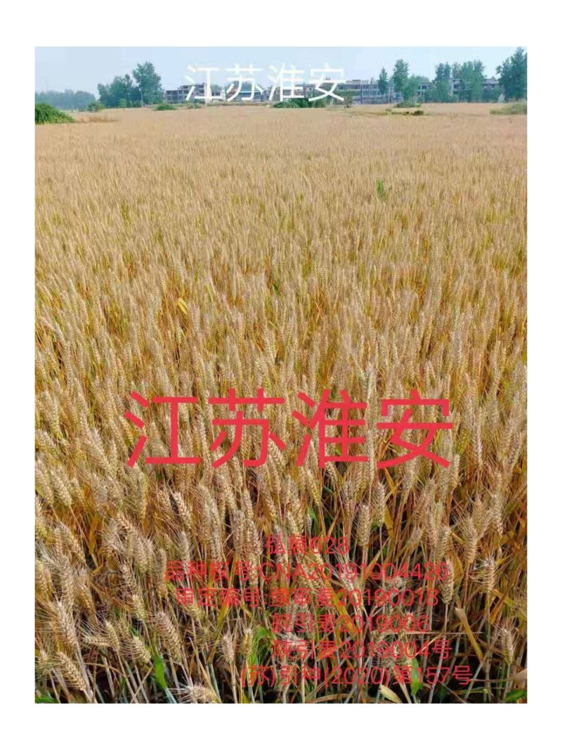稳产高产小麦种子弘展628半冬性抗病抗倒抗冻抗倒春寒