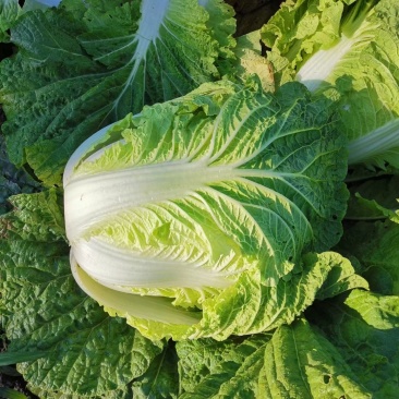 哈尔滨白菜