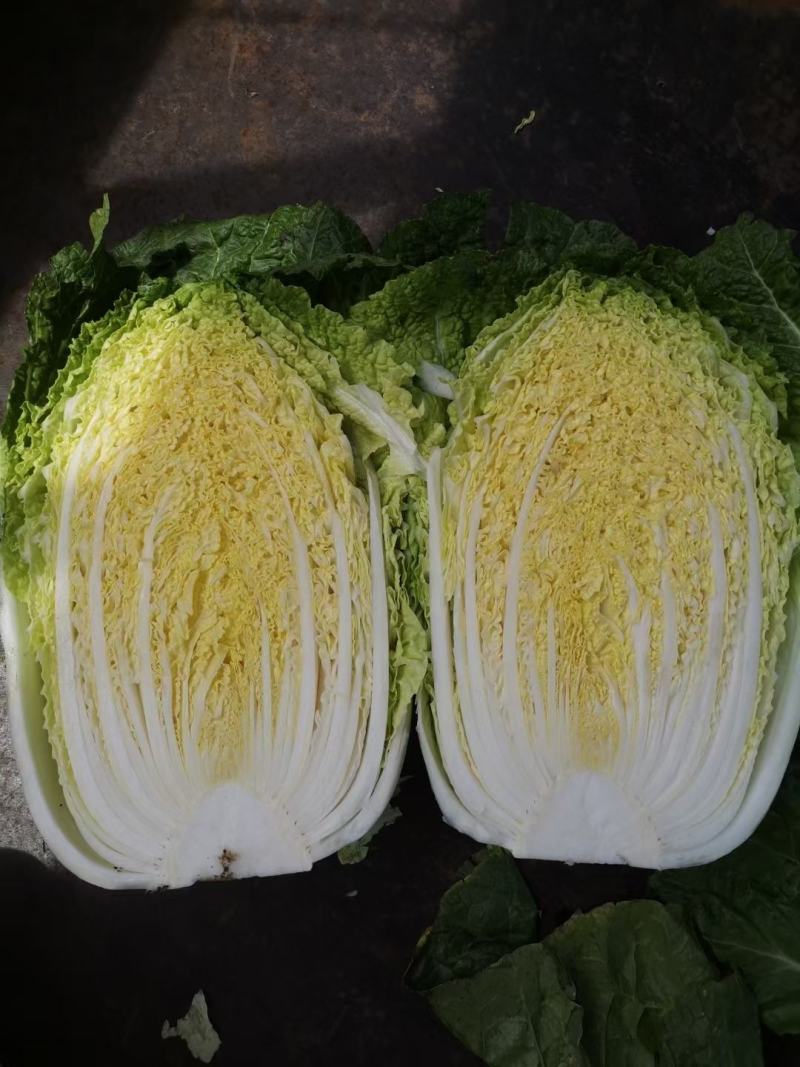 哈尔滨白菜