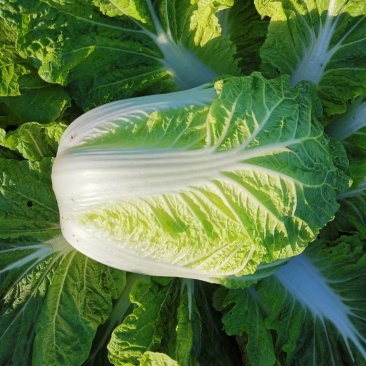 新疆白菜
