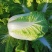新疆白菜