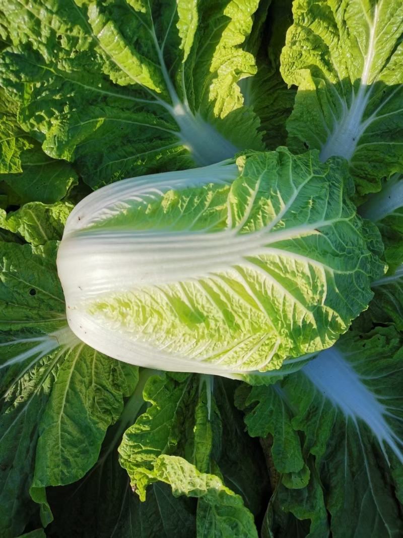 新疆白菜