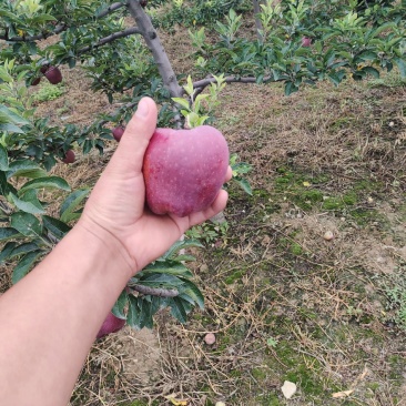 甘肃天水花牛