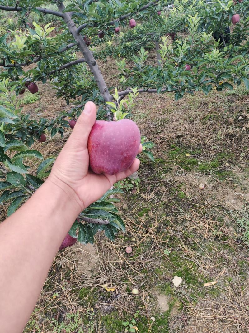 甘肃天水花牛