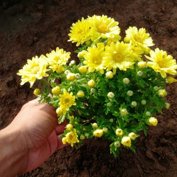 山东坤盛国庆菊批发，千头菊基地，盆栽菊花专卖