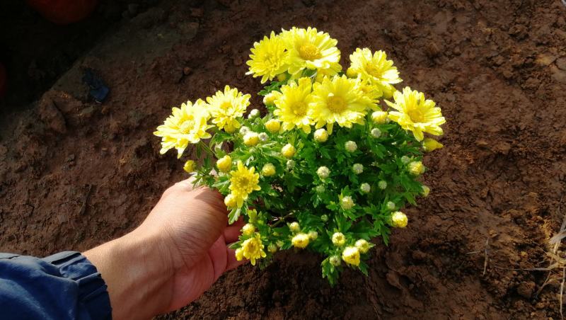 山东坤盛国庆菊批发，千头菊基地，盆栽菊花专卖