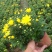 山东坤盛国庆菊批发，千头菊基地，盆栽菊花专卖