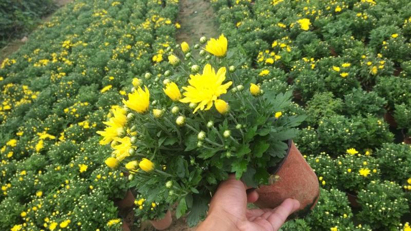 山东坤盛国庆菊批发，千头菊基地，盆栽菊花专卖