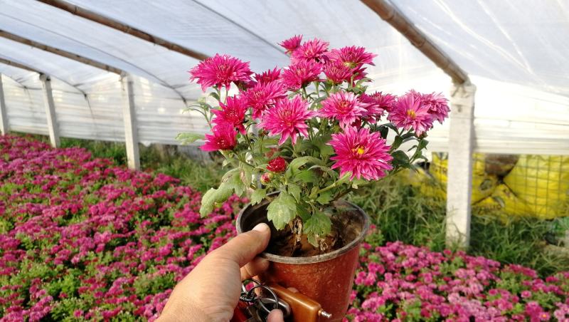 山东坤盛国庆菊批发，千头菊基地，盆栽菊花专卖