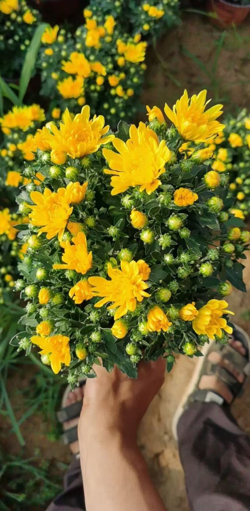 山东坤盛国庆菊批发，千头菊基地，盆栽菊花专卖