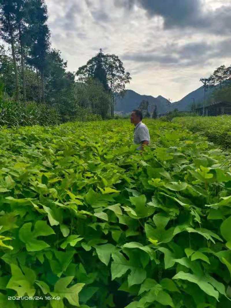 马褂木（鹅掌楸）-抗病虫害-耐干旱-易栽种-易存活