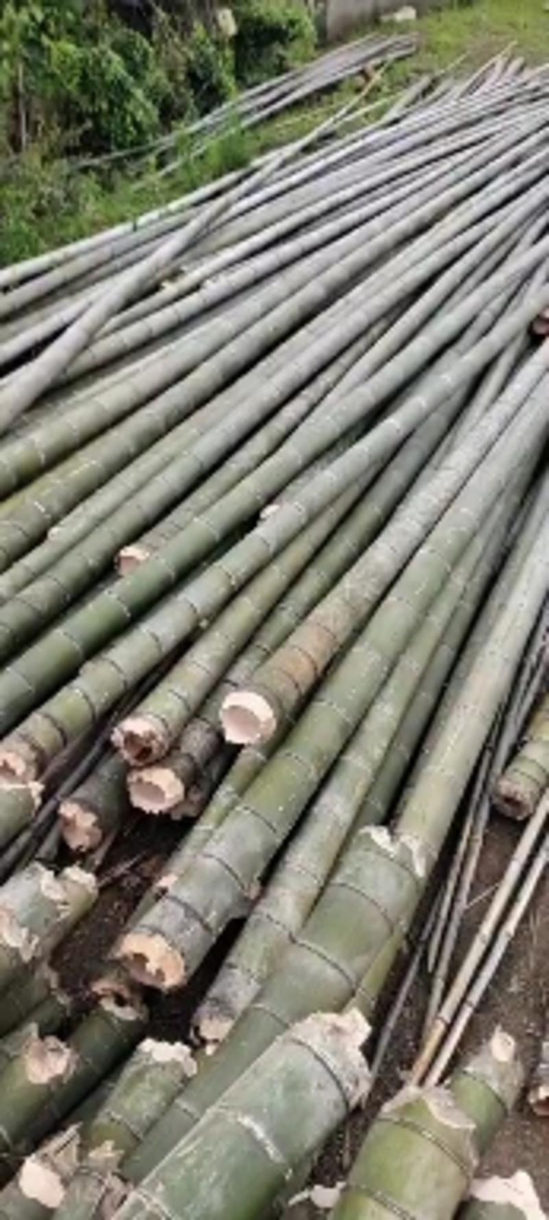 毛竹，大棚竹竿，防护架竹竿，农用竹竿，养殖大竹竿