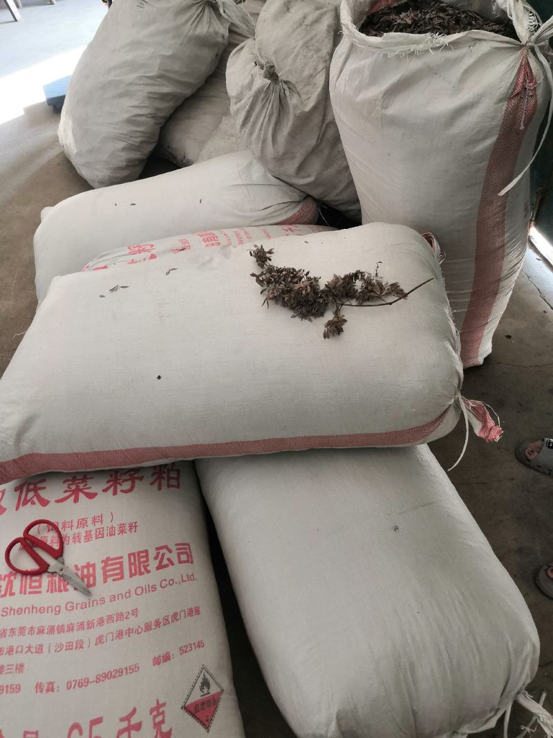 野生愽落回果荚，无枝，无叶。