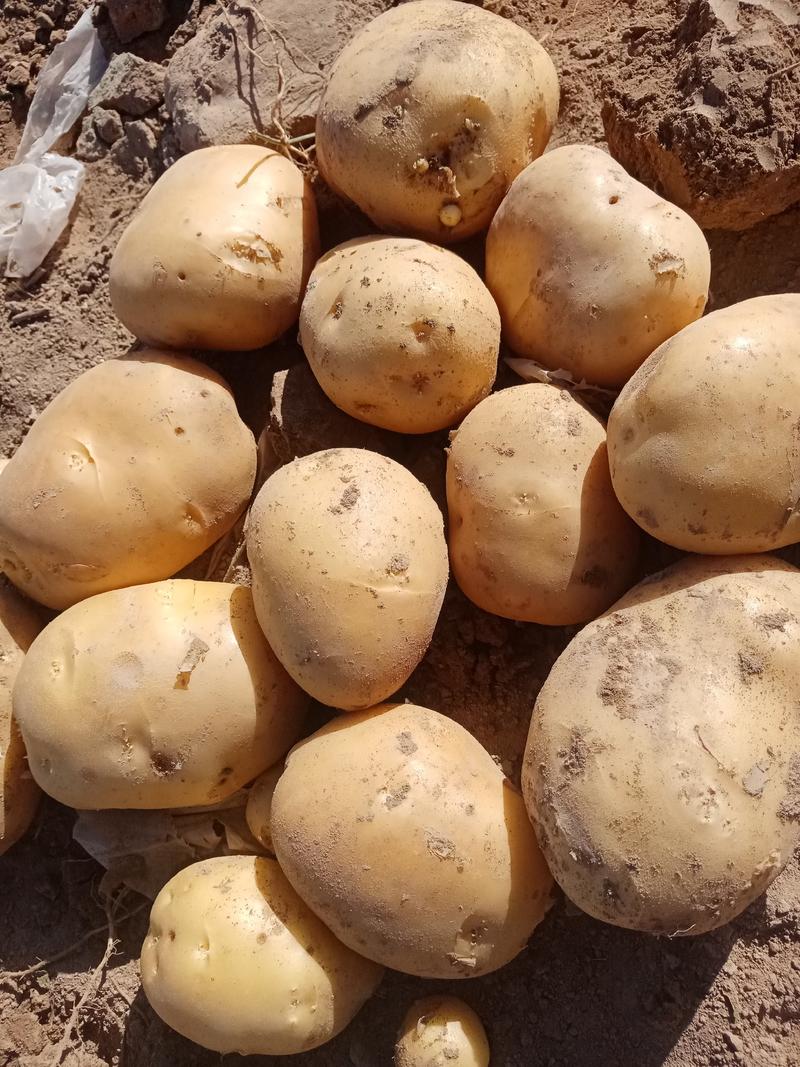 【推荐】山丹县沙土地土豆产地批发货源充足量大从优价格美
