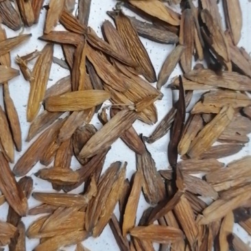 喜树果