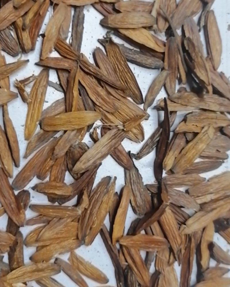 喜树果