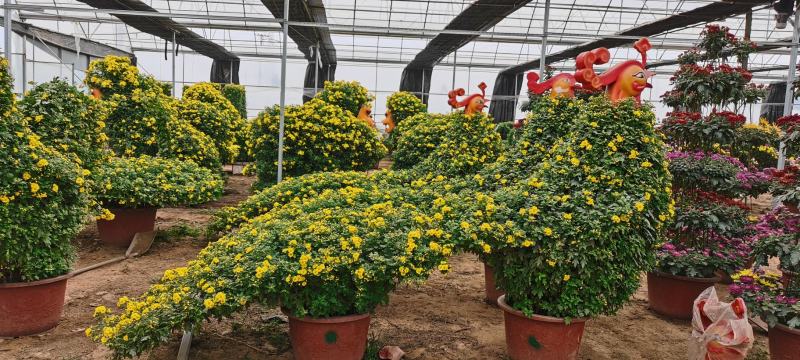 山东九月菊品种齐全，大菊花批发，品种菊花价格