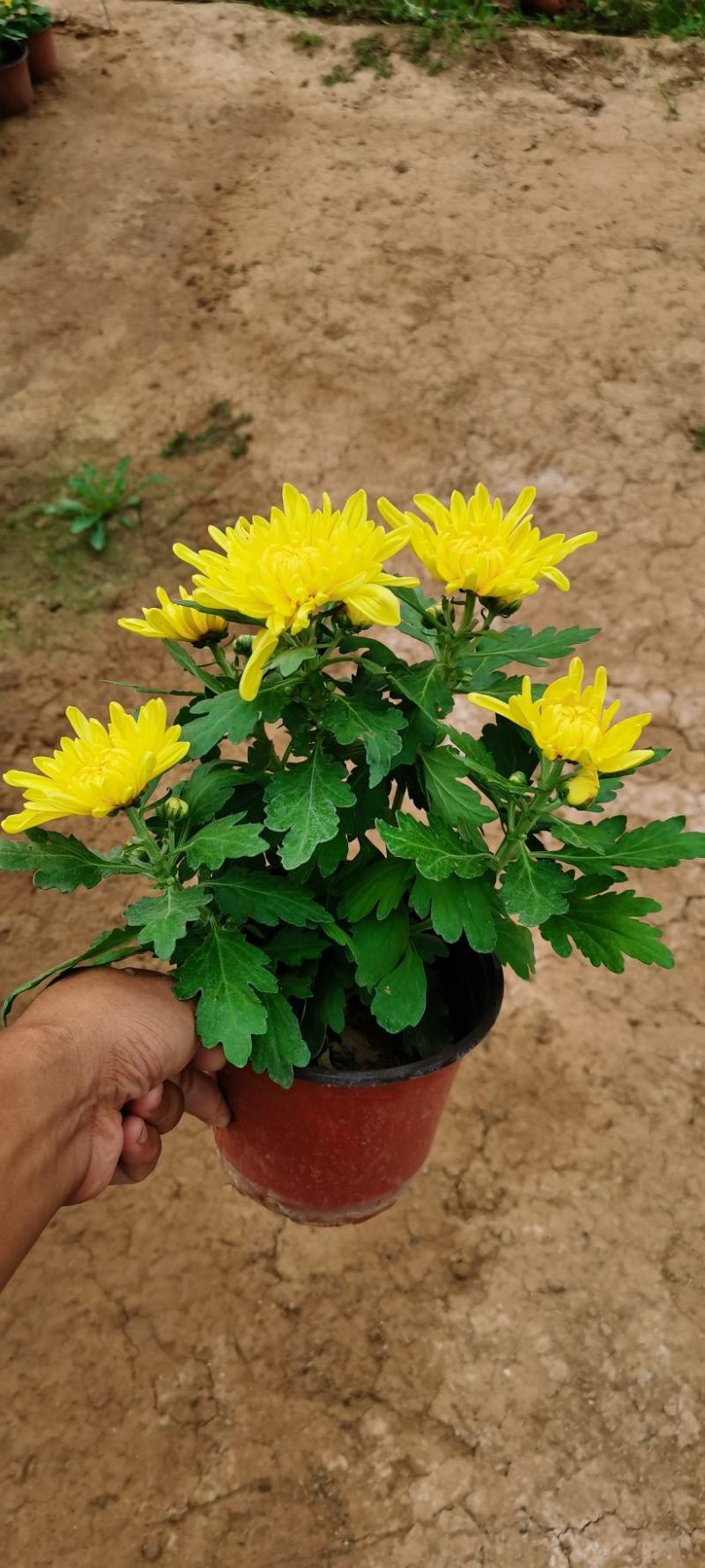 山东九月菊品种齐全，大菊花批发，品种菊花价格