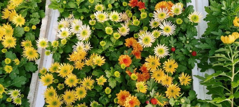山东九月菊品种齐全，大菊花批发，品种菊花价格