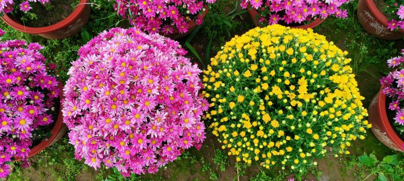 山东九月菊品种齐全，大菊花批发，品种菊花价格