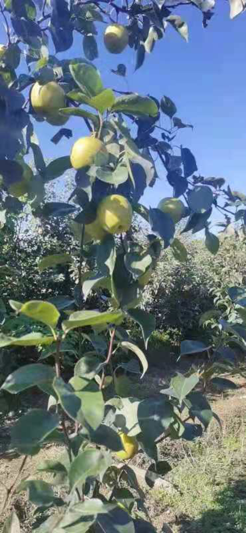 陆地光果皇冠梨