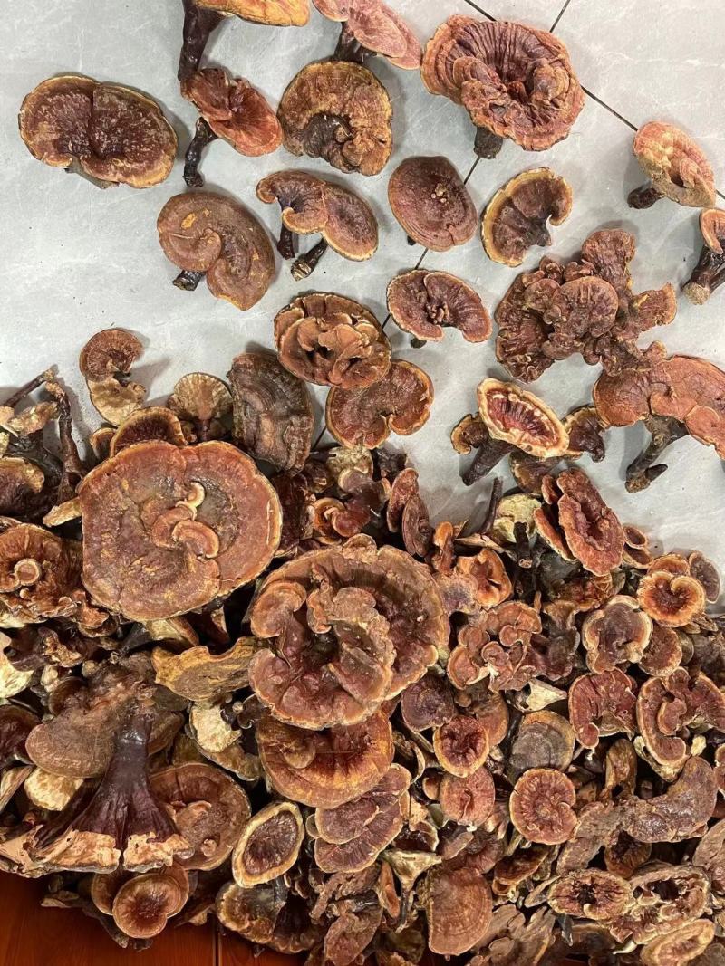 包邮纯野生相思灵芝热带红灵芝新货下山一公斤起包邮