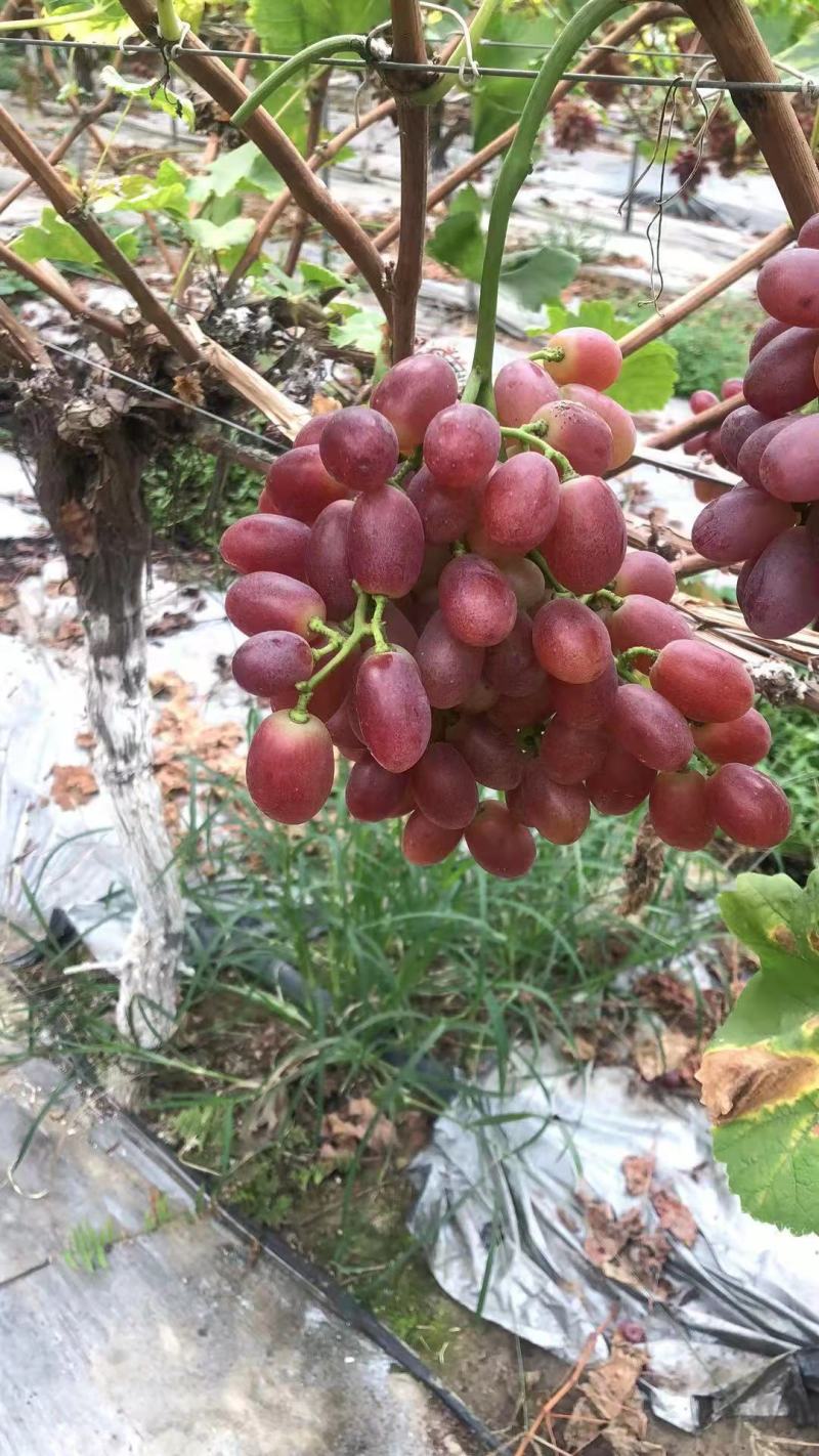 浪漫红颜温，颜色红，味道脆甜巴适欢迎五湖四海的朋友前来采