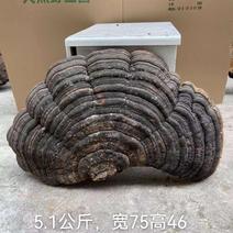 包邮青芝野生木灵芝单个5公斤以上千年野生灵芝
