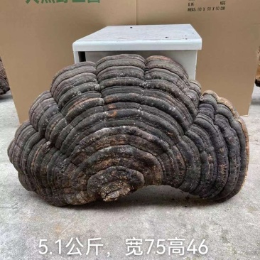 包邮青芝野生木灵芝单个5公斤以上千年野生灵芝