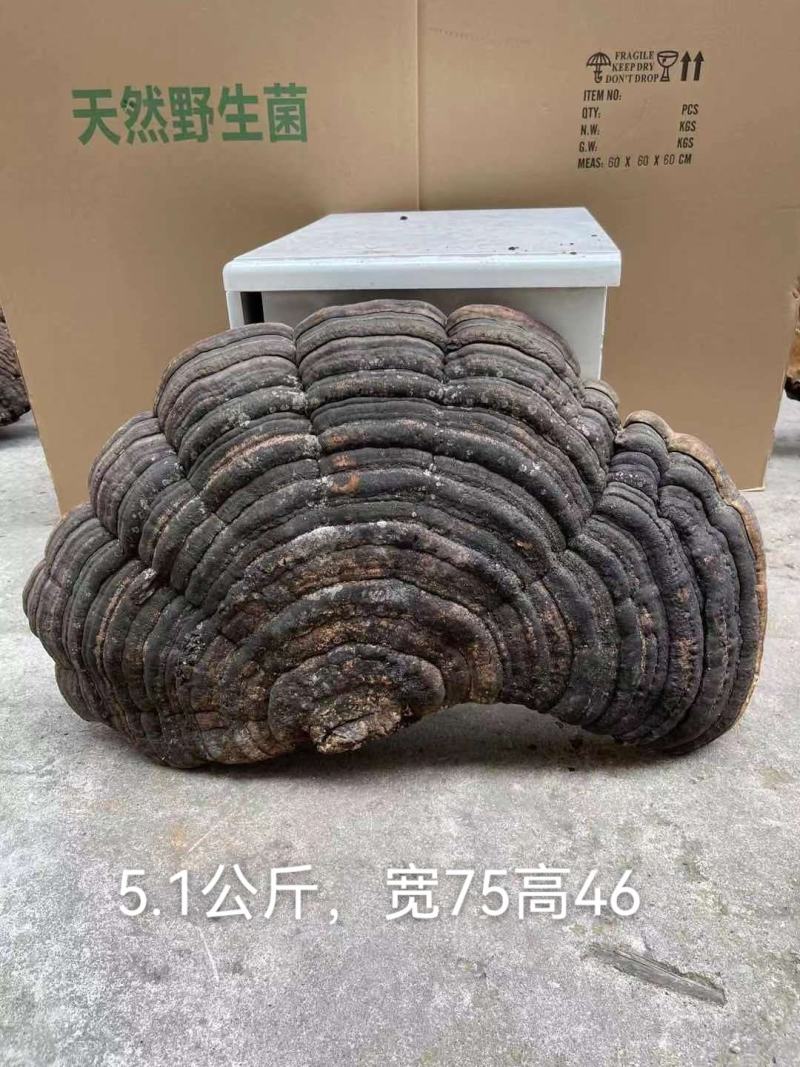 包邮青芝野生木灵芝单个5公斤以上千年野生灵芝