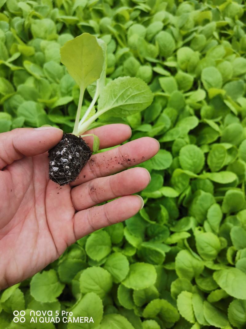 露地越冬大白菜苗，白菜苗大白菜苗新乡小包，东京，