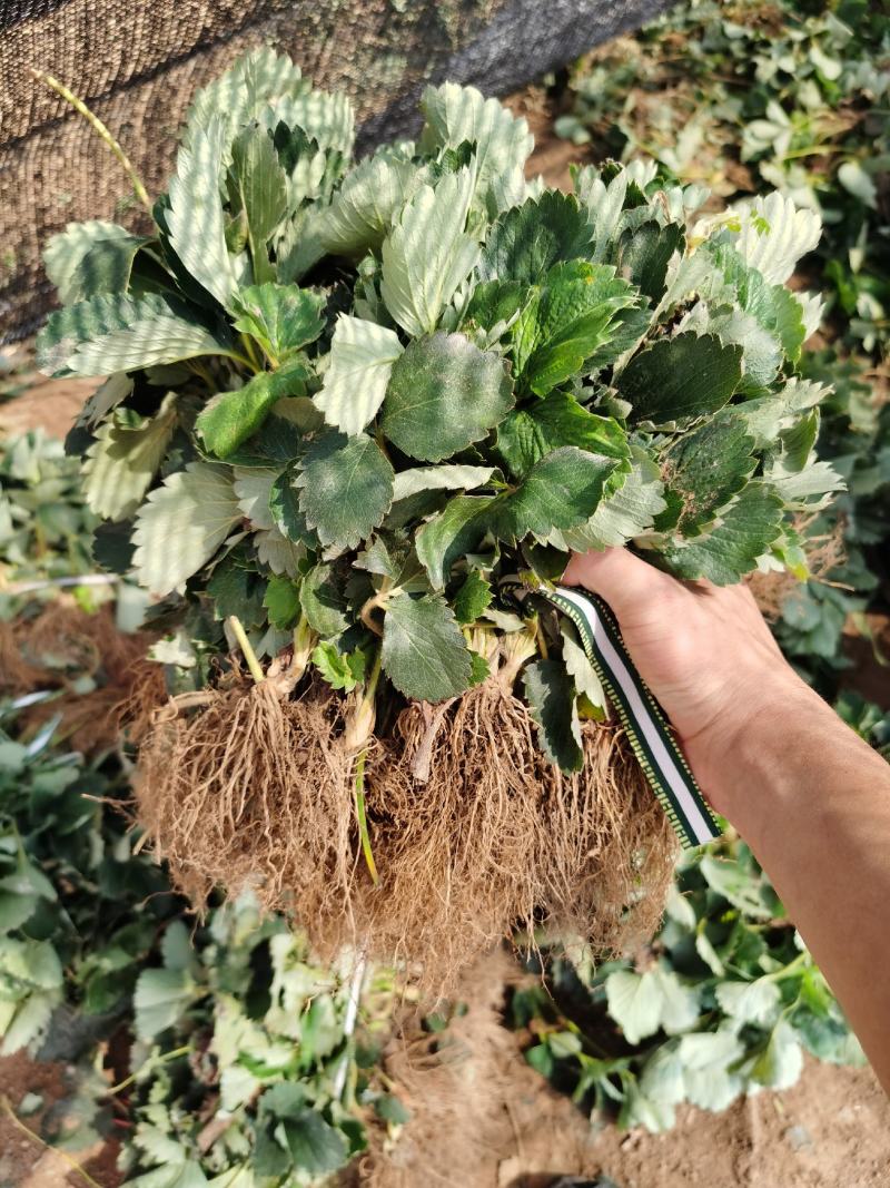 甜宝草莓苗脱毒甜宝草莓苗假植苗保证成活率