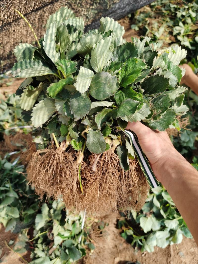 甜宝草莓苗脱毒甜宝草莓苗假植苗保证成活率