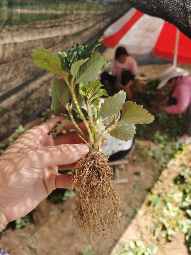 甜宝草莓苗脱毒甜宝草莓苗假植苗保证成活率