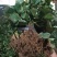 甜宝草莓苗脱毒甜宝草莓苗假植苗保证成活率