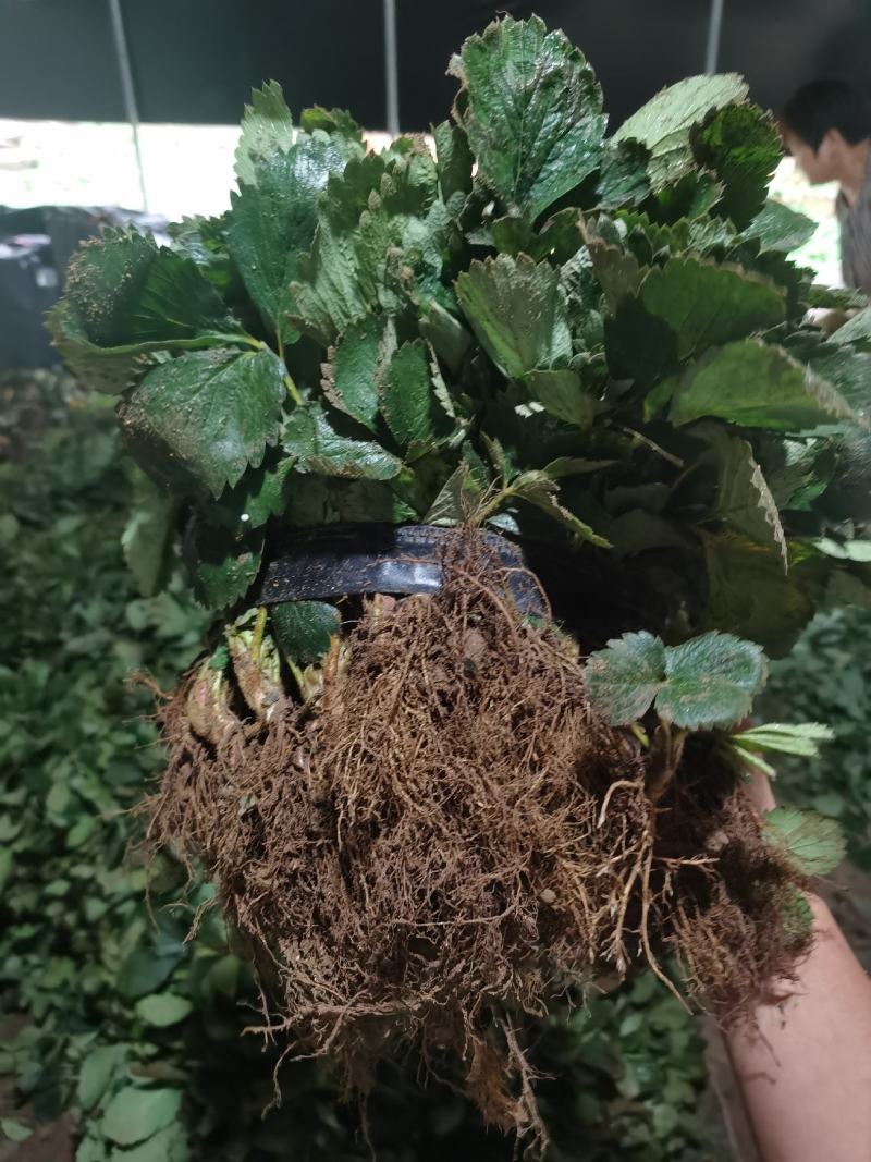 甜宝草莓苗脱毒甜宝草莓苗假植苗保证成活率