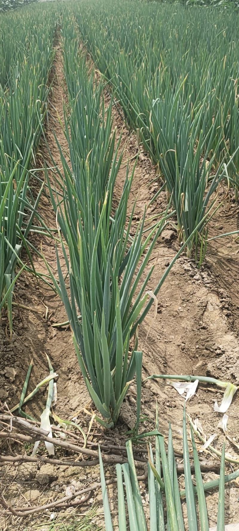 长白大葱，毛葱，净葱都有