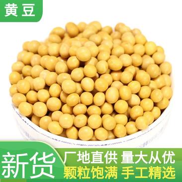 黄豆高蛋白大豆可做豆浆豆腐腐竹厂家直销量大从优