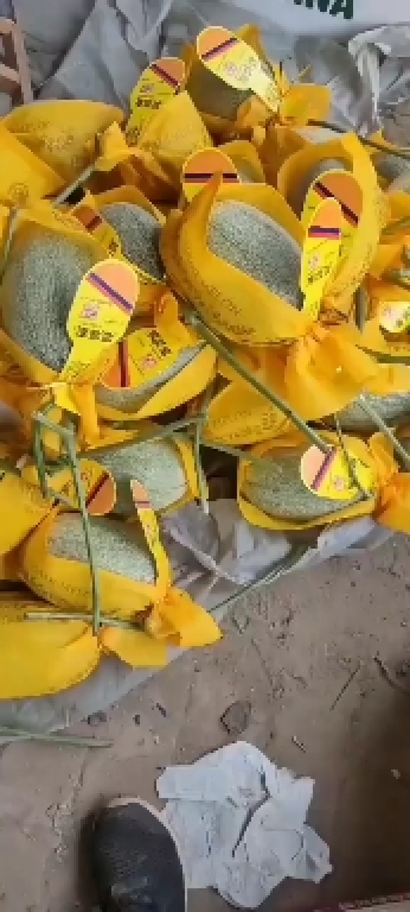 【精品】河北晓蜜产地直销大量供应可视频看货欢迎电话咨询！
