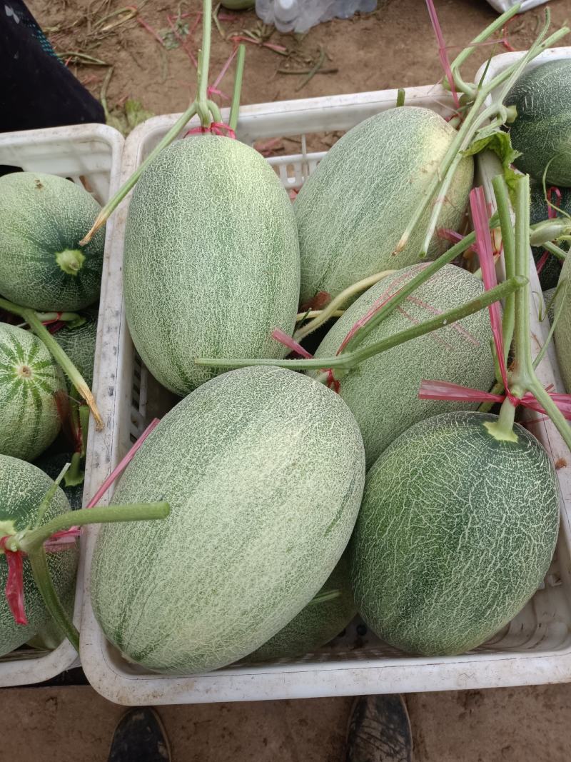 【精品】河北晓蜜产地直销大量供应可视频看货欢迎电话咨询！