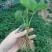 奶油草莓苗脱毒苗奶油草莓苗奶油草莓苗批发四叶一心