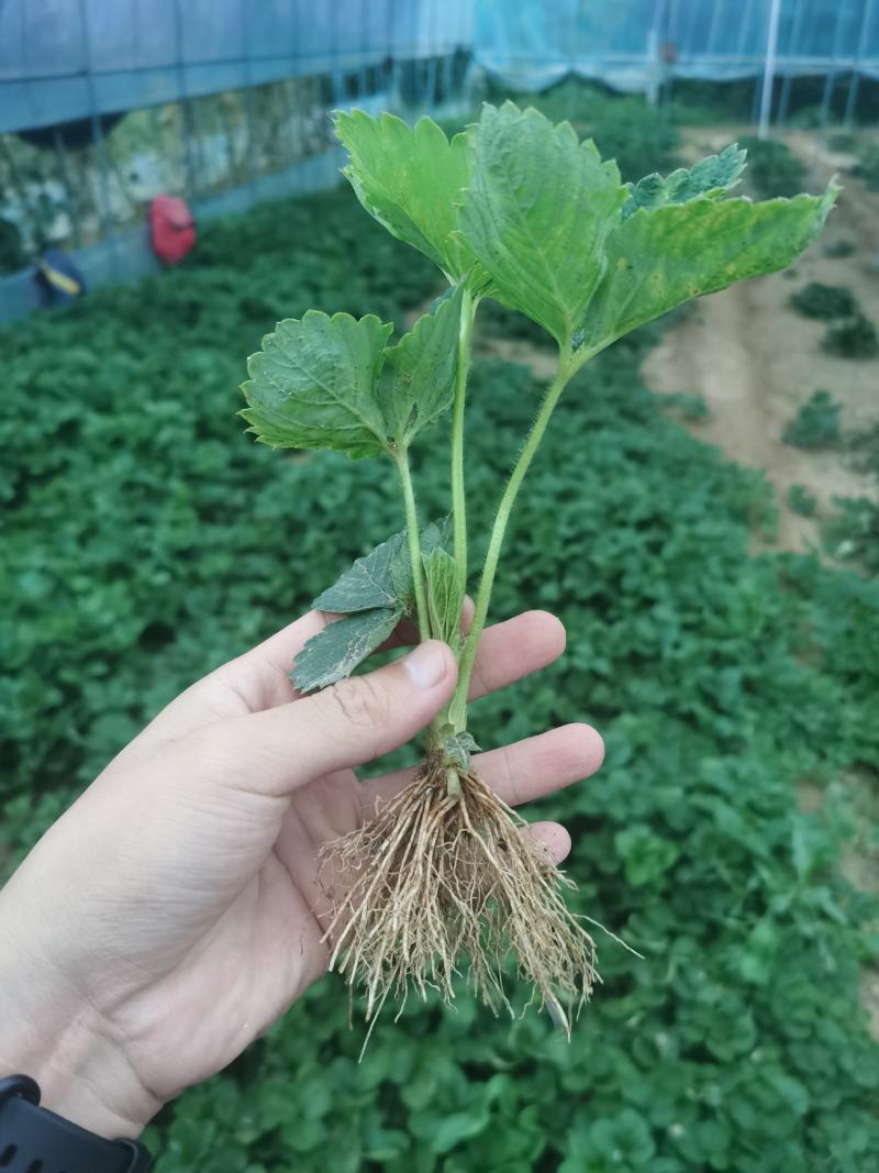 奶油草莓苗脱毒苗奶油草莓苗奶油草莓苗批发四叶一心