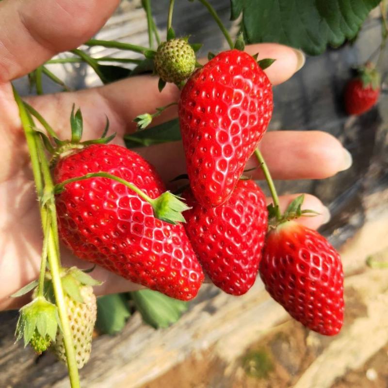 奶油草莓苗脱毒苗奶油草莓苗奶油草莓苗批发四叶一心